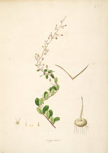 Illustrasjon av Ceropegia bulbosa, Apocynaceae, Asclepiadoideae
